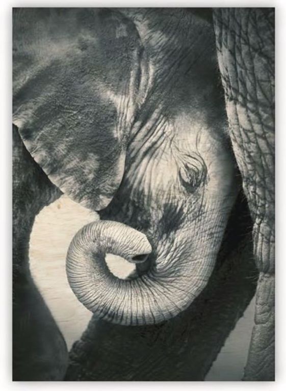 Dřevěný moderní obraz na stěnu se zvířaty Little Elephant (slon), černobílý obraz