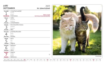 Kalendář Kočky