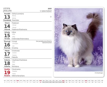 Kalendár Mačičky
