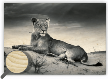 Dřevěný obraz Lioness