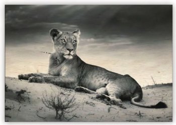 Moderní dřevěný obraz na stěnu Lioness s motivem zvířata - lev, černobílý obraz